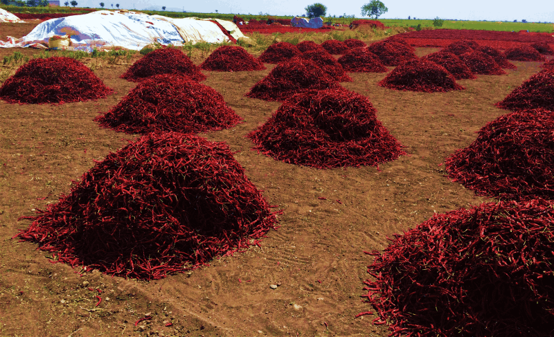 BST AGRO_IPM Syngenta 5531 Chilli Fields